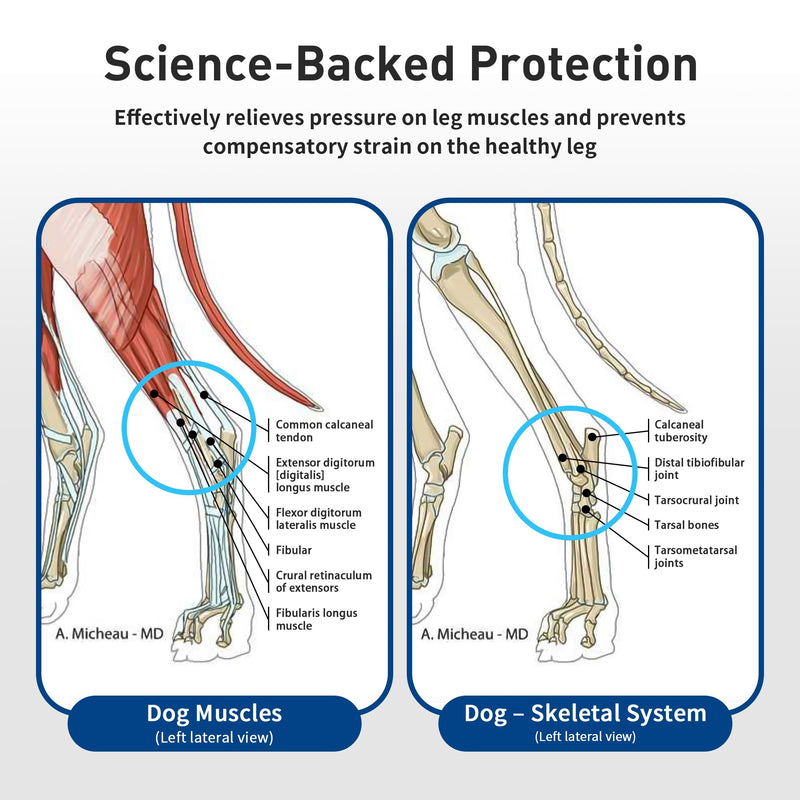 Dog Leg Braces – Adjustable Double straps reinforcement – Protects Wounds and Helps Heal Hind Legs Rear Ankle Joint – Hock & Ankle Support for Senior Dogs, ACL & Ligament Injury Recovery (L) L