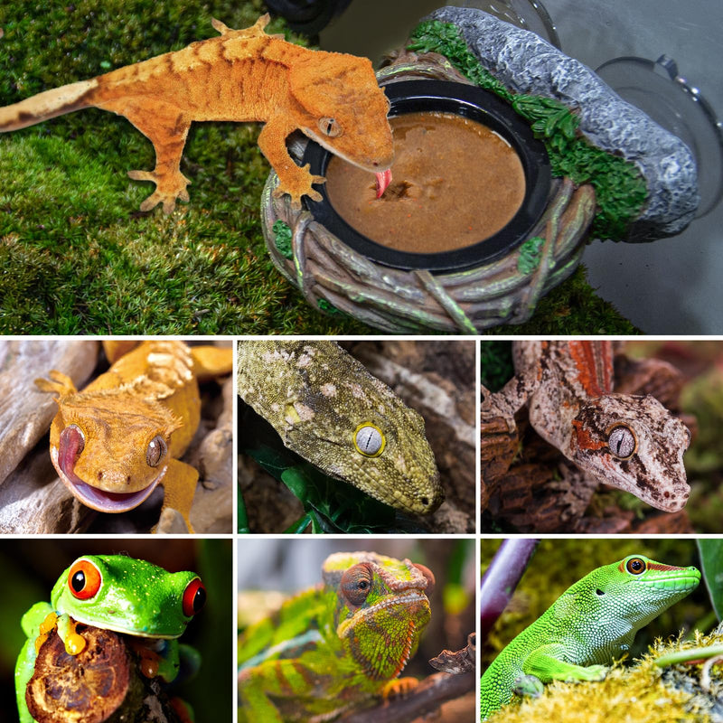 REPTI ZOO Crested Gecko Feeding Ledge, Reptile Water Food Dish for Bearded Dragon Lizard Snake Turtle, Vine Reptile Feeder Bowl Terrarium Tank Decor Accessories Single Feeder - PawsPlanet Australia