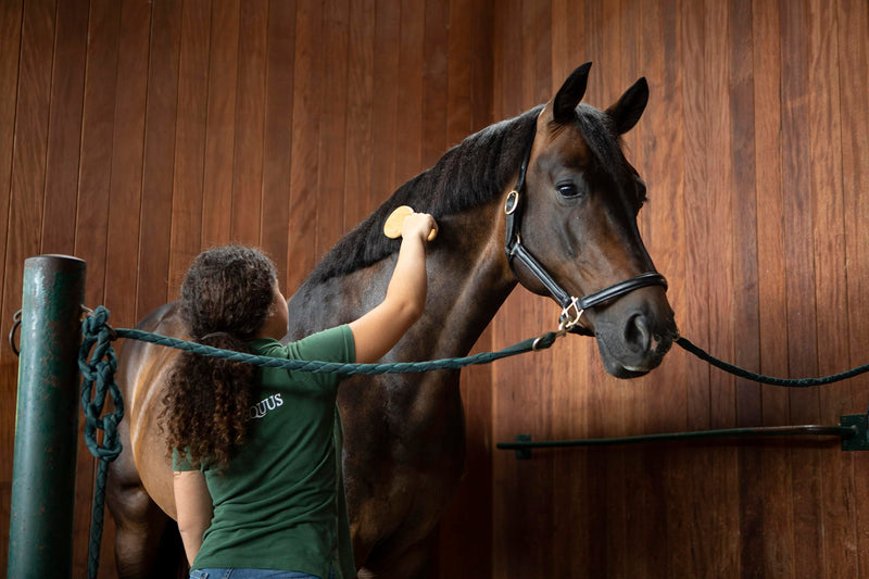 ARTERO Horse Brush. Horse Mane and Tail Brush. Mane and Tail Brush Made of Elegant and Resistant Bamboo. Horse Grooming Supplies