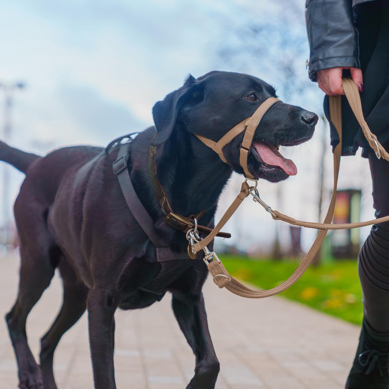 HALTI Training Leash - Multifunctional Double-Ended Dog Leash, Ideal for Anti-Pulling Dog Training. Lightweight & Durable. Suitable for Medium to Large Dogs & Puppies (Size Large, Desert Sand, 2m) - PawsPlanet Australia