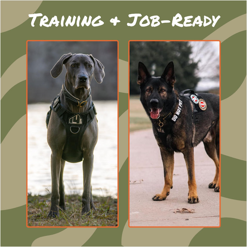 Service Dog Patches | Ask to Pet Service Dog in Training Patches for Vests, Collars and Harness (12-Pack) Regular Assorted - PawsPlanet Australia