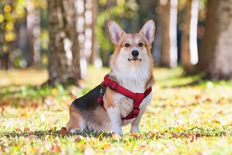 Kruz No Pull Dog Harness (Chest 21”-30”, Weight 22-53 lbs) Heavy-Duty Pet Harness for Medium Breeds, Ultra-Comfort Fit, Lifetime Durability, Adjustable Dog Harness No Pull Design (Red, Medium) Red - PawsPlanet Australia