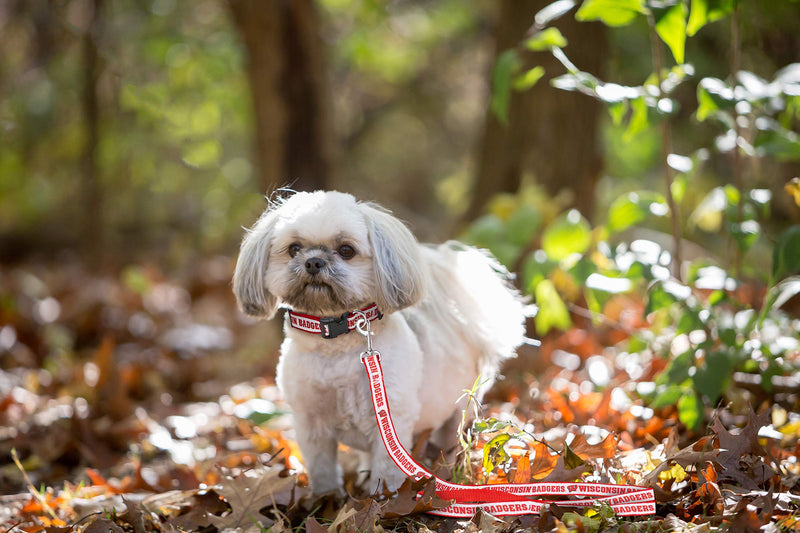 NCAA PET Leash, Large, Wisconsin Badgers, Shiny & Colorful Leash for Dogs & Cats Licensed by The NCAA - PawsPlanet Australia