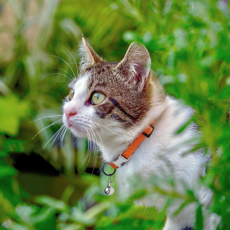 Leather Cat Collar with Buckle and Removable Bell - Non Breakaway Adjustable Soft Safety Small Pet Collars for Girl Boy Cats Kitten (Orange) Orange - PawsPlanet Australia