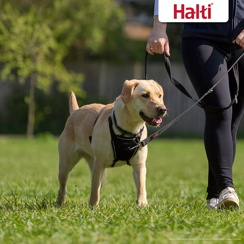 Halti No Pull Harness Size Large & Halti Training Leash Size Large, Black Combination Pack - Stop Your Dog Pulling on the Leash. Adjustable, Lightweight and Easy to Use. Suitable for Large Dogs