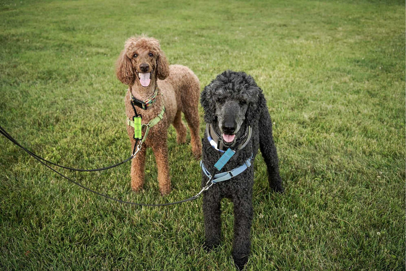 Dog Collar Clip Dog Safety Leash Clip for Prong Collar Backup Dog Harness to Collar Safety Clip 5 pcs Reflective Dog Leash Connector Double Ended Backup Clasp - PawsPlanet Australia