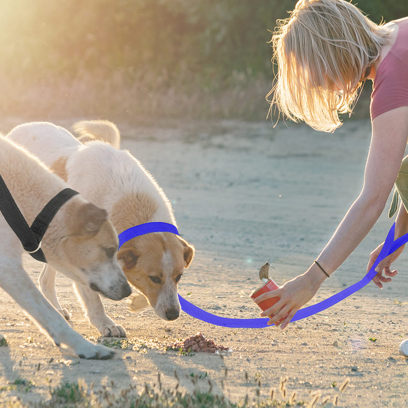 PETPMEEE Slip Lead Dog Leash, 6 FT Short Dog Leash with O-Ring for Walking Rescues Training Running Grooming Shelter, Strong Dog Leashes Control Small Meidum Large Dogs / Puppy 6 pack - PawsPlanet Australia