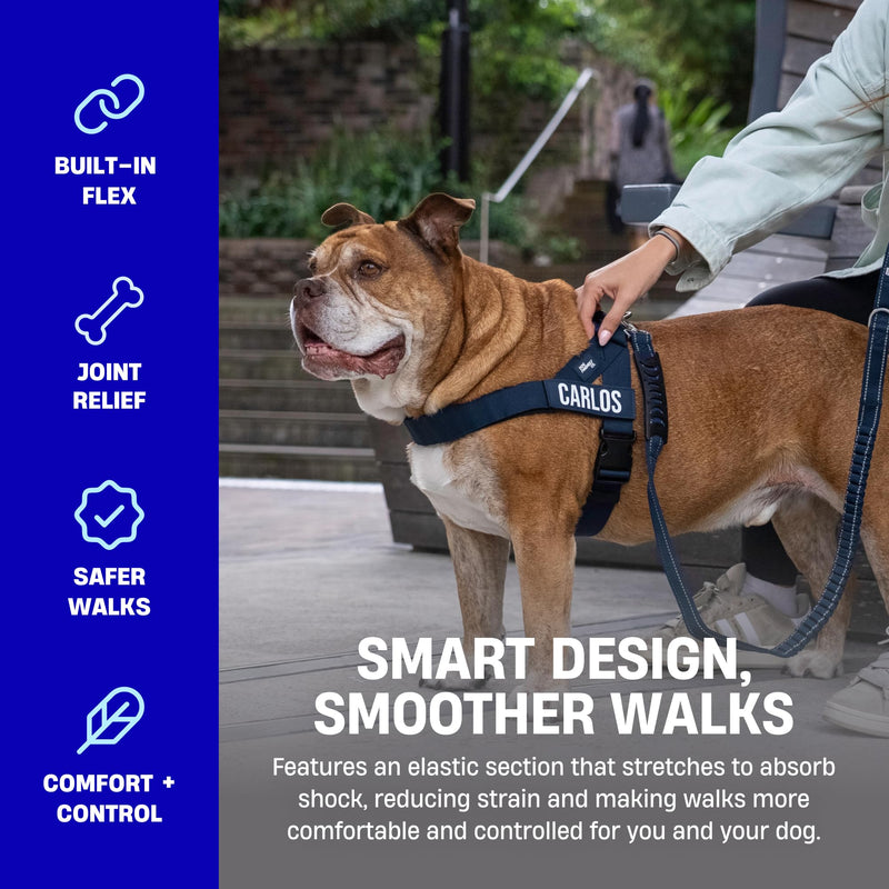 DF Co. Bungee Dog Leash | Strain Free & Shock Resistant for Control | Neoprene Padded Handle, Heavy-Duty Carabiner Clip, and D-Ring | Purple, Size Regular