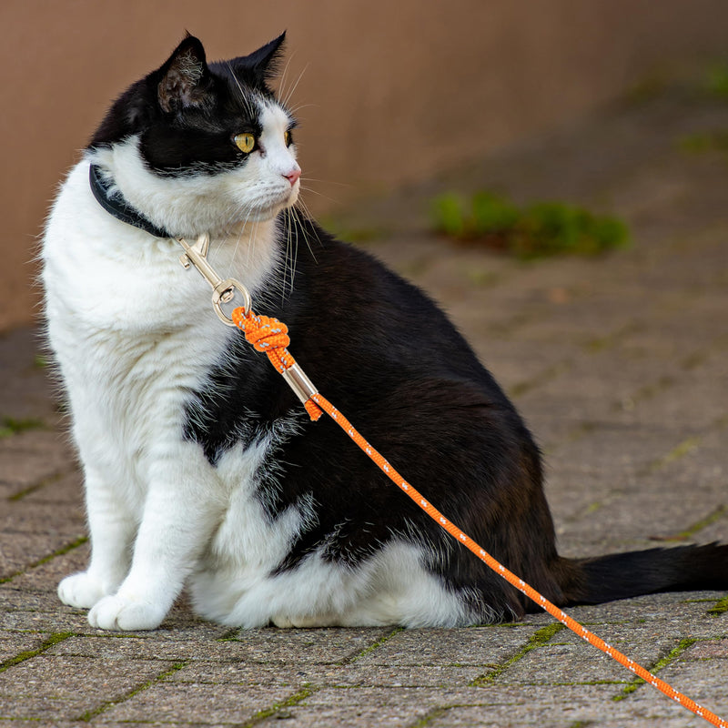 Cat Leash - 15 ft / 30 ft Reflective Long Cat Leash Outdoor for Walking Training Playing - Escape Proof Yard Lead Pet Leash Also for Cats, Small Dogs, Puppy, Kitten, Rabbit Orange - PawsPlanet Australia
