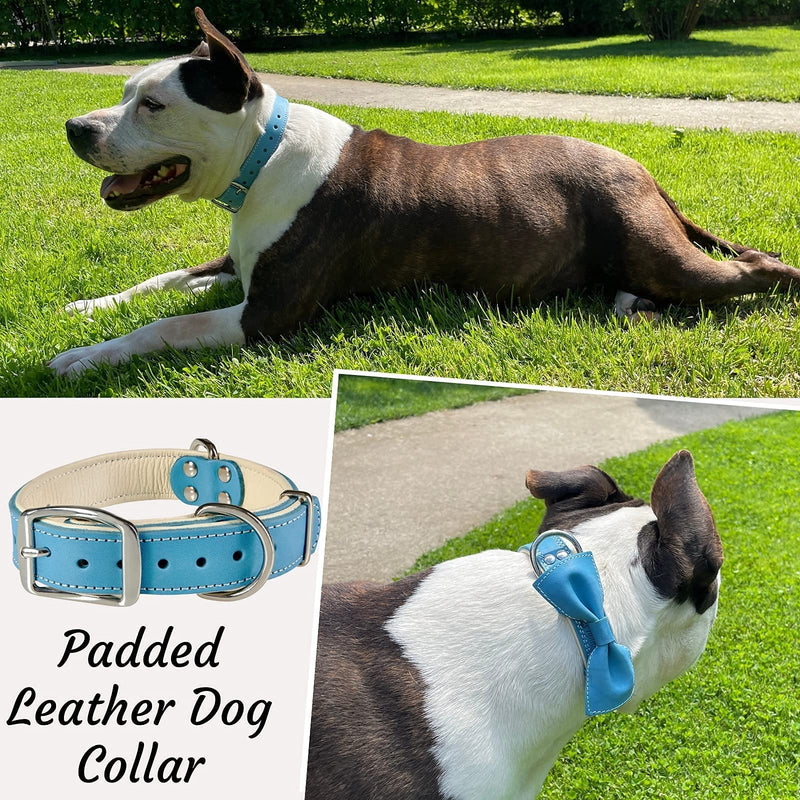 ADITYNA Heavy-Duty Leather Dog Collar for Medium Dogs - Soft Padded for Comfort - Blue Dog Collar for Walking, Training, and Hiking Medium: Fit 13-20" Neck