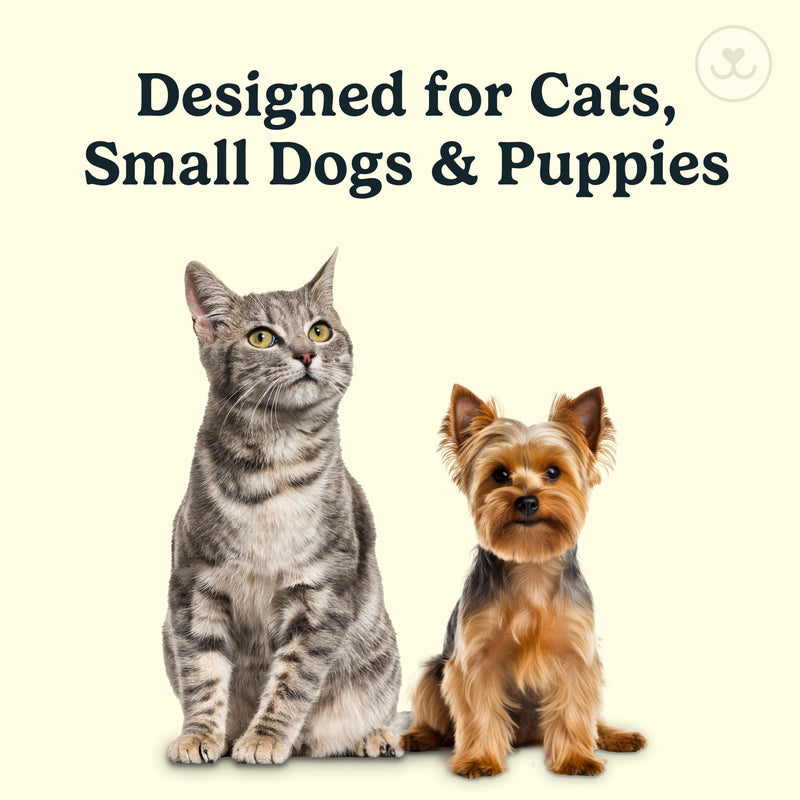 Jasper Microbrush Vet Approved Cat Toothbrush, Soft-Bristled Toothbrush Kit for Felines & Small Dogs, Non-Slip Handle with 2 Replaceable Tooth Brush Heads, Use with Cat Toothpaste, 2-Pack, Gray Mist Gray 2 Pack