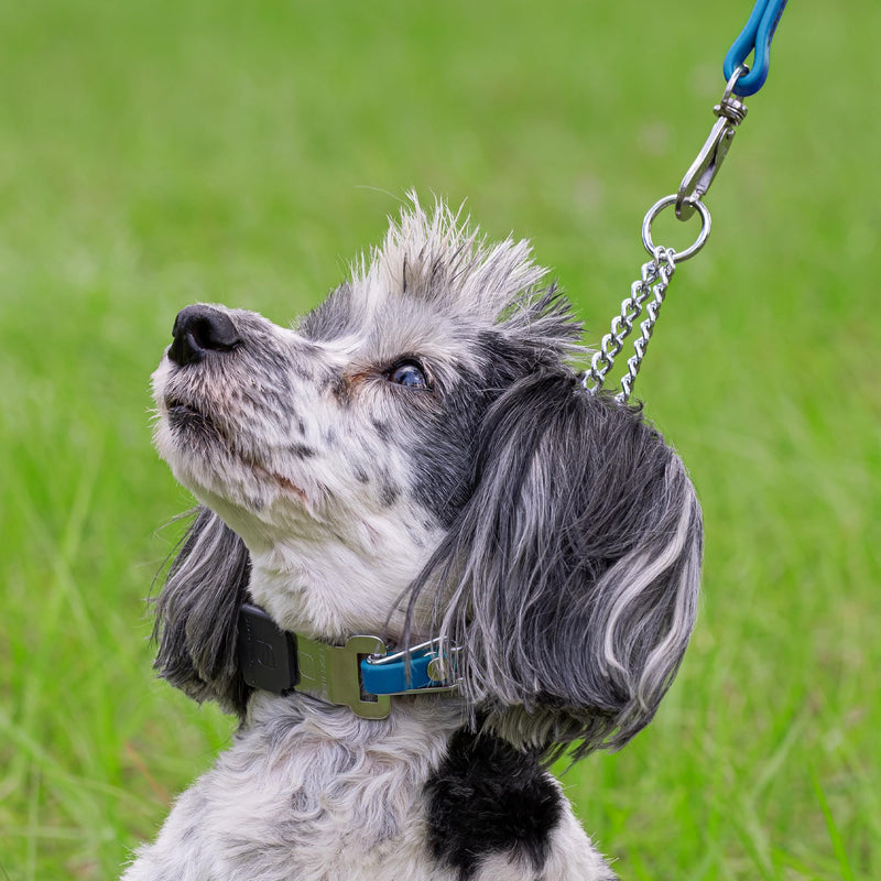 Herm Sprenger Chrome Plated Steel Dog Collar with Quick Release ClicLock Buckle O-Ring Biothane Insert Training Collar Made in Germany (Cerulean Blue, 16in x 2.25mm(Neck Size up to 13-14in)) Cerulean Blue 16in x 2.25mm(neck size up to 13-14in)