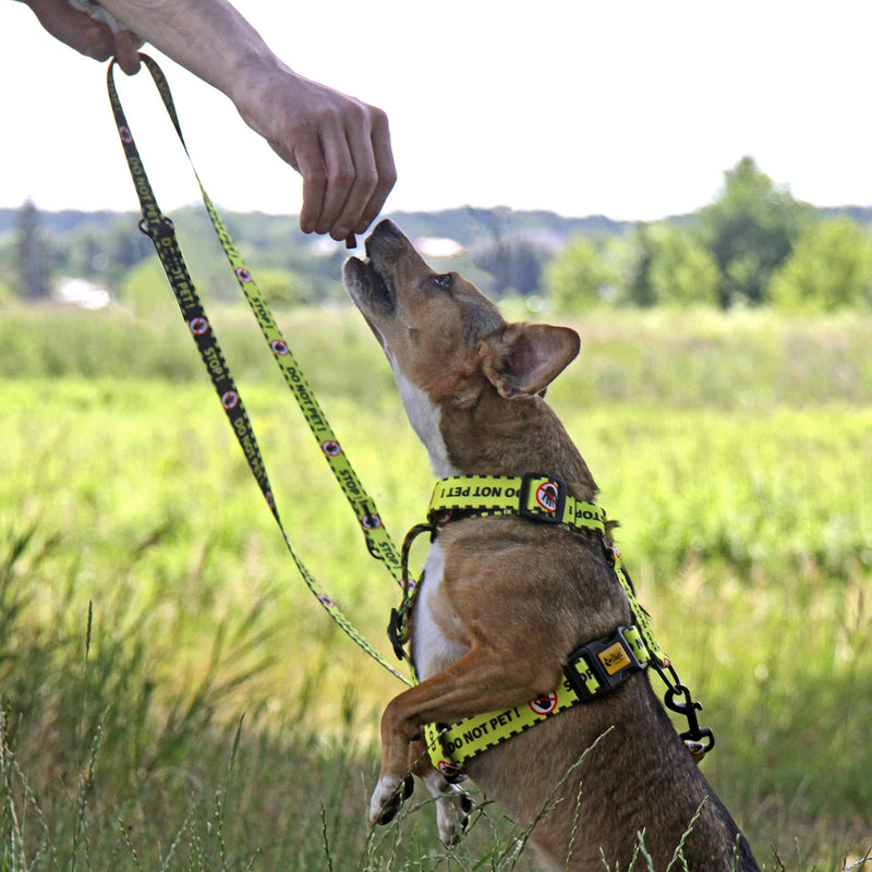 Dingo DO NOT PET Guard Harness Adjustable Safe Control Caring for Special Dog Needs Black/Yellow Size L 95378 YELLOW - PawsPlanet Australia