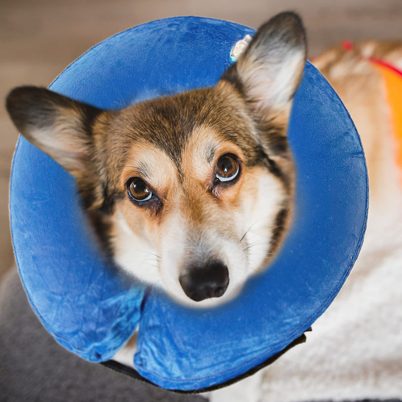 SIMENA Inflatable Pet Recovery Cone Collar for Cats and Dogs, Protective After-Surgery Adjustable Cone to Prevent from Biting and Scratching, Comfy Pet Collar (Blue, Small) Blue - PawsPlanet Australia