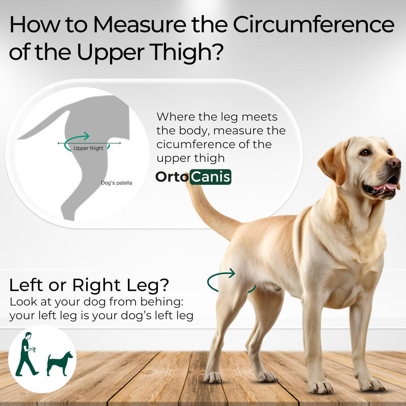 Ortocanis - Dog Knee Brace - for Right Hind Leg - Made of ARD Neoprene - for ACL Tear, Ligament Injuries, Patellar Luxation or Osteoarthritis - Size X-Small (8,3-9,4 ") Right Leg Size X-Small (8,3 - 9,4 ") - PawsPlanet Australia