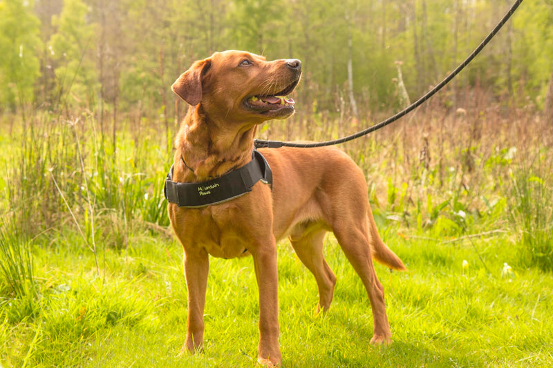 Mountain Paws Extra Tough Dog Harness | To Fit Chest Sizes 45–108cm, With Central Grab Handle And Reflective Piping Extra Large - PawsPlanet Australia