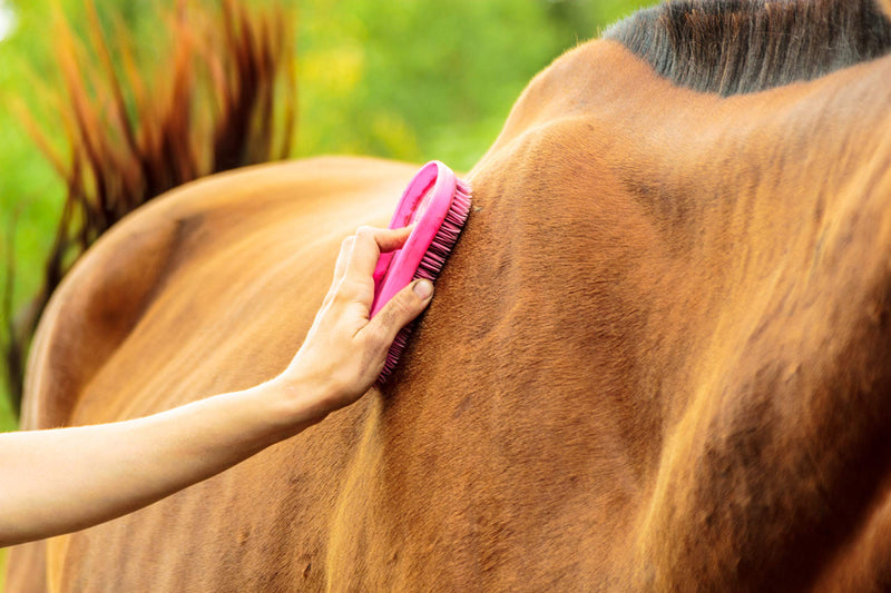 Intrepid International Magic Horse Brush, for Horse Grooming Kit w/Durable Plastic Bristles, Horse Brushes for Grooming, Removes Dirt, Sweat, Grime, Purple - PawsPlanet Australia