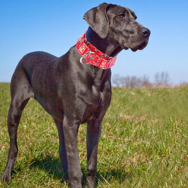 Martingale Dog Collar 1.5” Width – Heavy Duty Adjustable Training Collar with Stylish Red Floral Design – Secure Fit for Medium & Large Dogs – Perfect for Walking, Hunting & Outdoor Adventures M 7 M Neck 15-20" - PawsPlanet Australia
