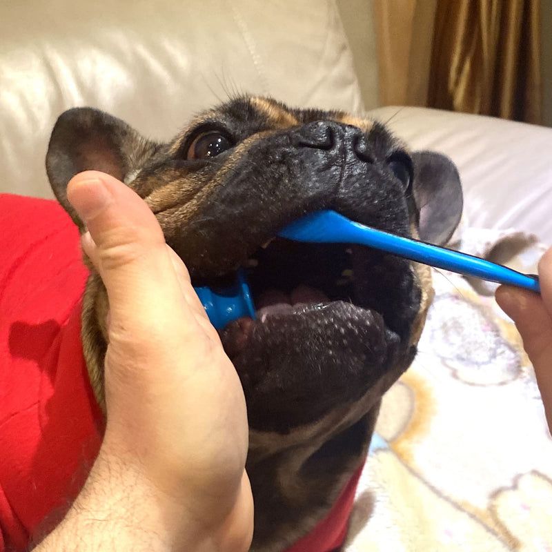 BrushMate Pet Toothbrush & BiteBlock Combo Pack for Dogs (Medium, Blue) 1 Count (Pack of 1) - PawsPlanet Australia