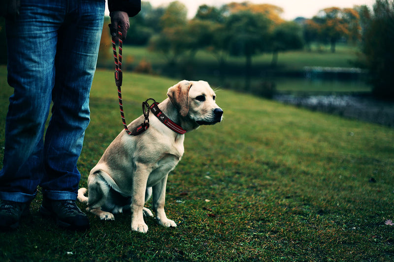 KRUZ Dog Leash (Width - 1/2”, Length - 20 INCH) Reflective Rope Lead with Soft Silicone Grip, Click & Lock Snap Lightweight Leash for Dogs, Durable & Tangle-Free For Walking, Running & Training - Blue - PawsPlanet Australia