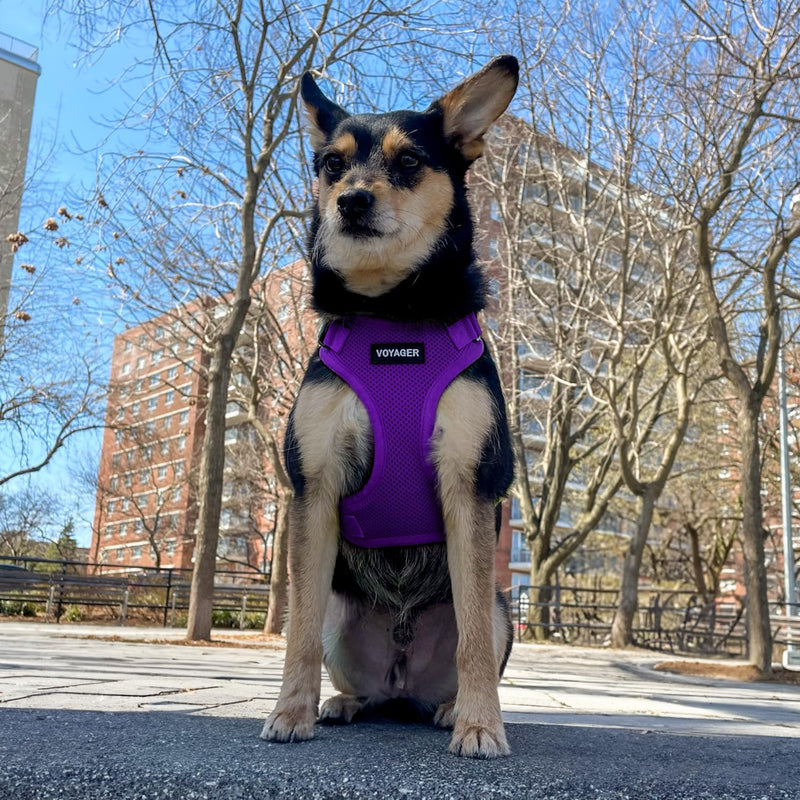 Voyager Step-in Lock Dog Harness w Reflective Dog Leash Combo Set with Neoprene Handle 5ft - Supports Small, Medium and Large Breed Puppies/Cats by Best Pet Supplies - Purple, M - PawsPlanet Australia