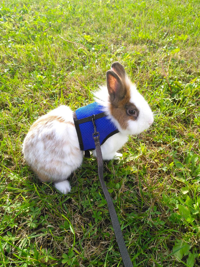 Pettom Bunny Rabbit Harness with Stretchy Leash Cute Adjustable Buckle Breathable Mesh Vest for Kitten Small Pets Walking (L(Chest:10.6-13.3 in), Blue) L(Chest:10.6-13.3 in) - PawsPlanet Australia