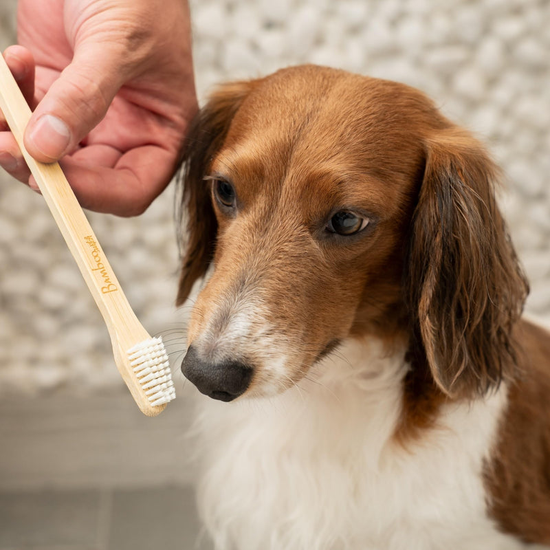 Bamboo Dog Toothbrush (4-Pack) | Double-Sided, Soft Bristle, Toothbrush for Small and Large Dogs | Pets Dental Care 4 Count (Pack of 1)