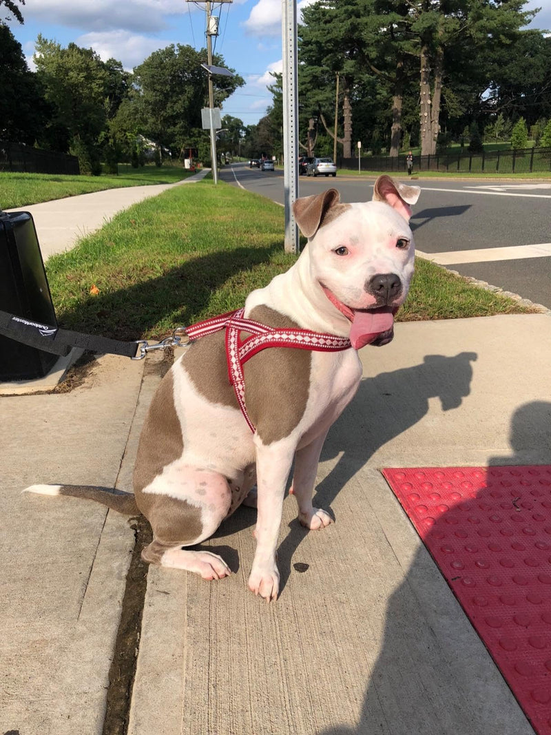 Blueberry Pet 4 Colors Soft & Comfy 3M Reflective Jacquard Padded Dog Harness, Chest Girth 20.5" - 26", Marsala Red, Medium, Adjustable Harnesses for Dogs Medium(20.5" - 26") Chest Girth - PawsPlanet Australia