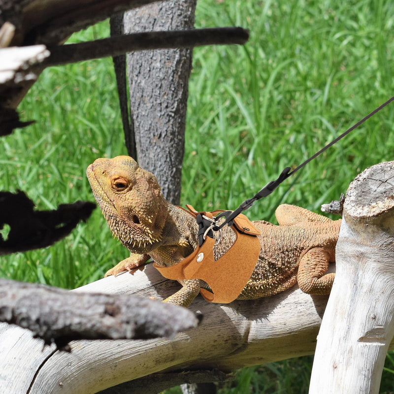 3 Pcs Bearded Dragon Harness and Leash Set Adjustable Leash Soft Leather Bearded Dragon Harness Lizard Accessory for Squirrels and Other Small Reptiles(Brown, 3 Sizes) - PawsPlanet Australia