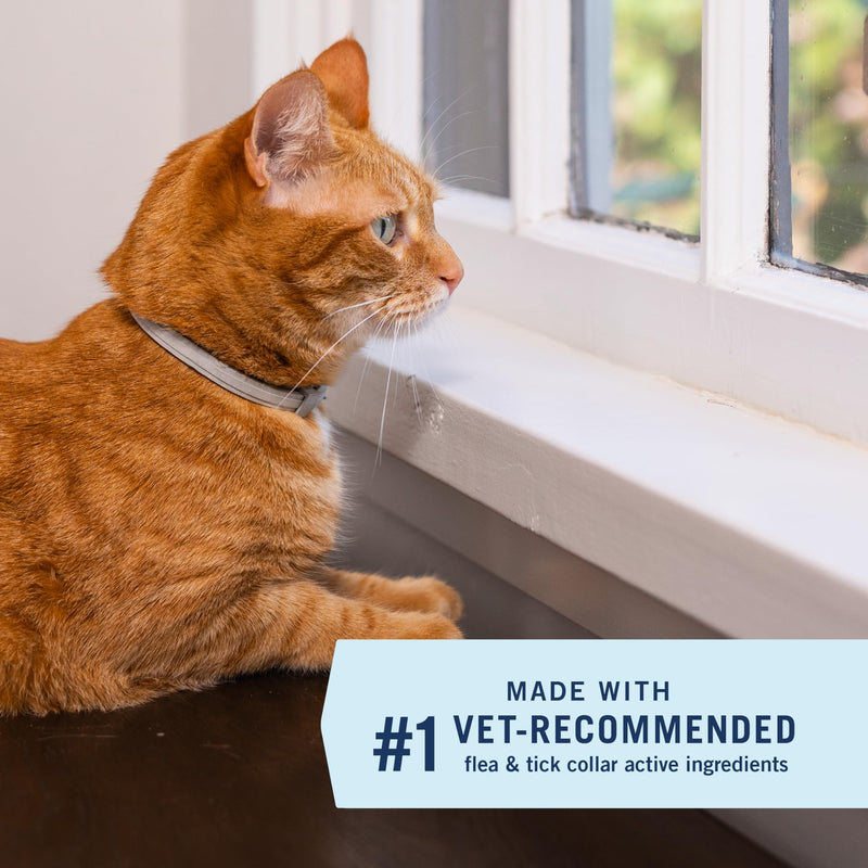 PetArmor Extend Cat Flea and Tick Treatment & Prevention Collar for Cats, 8 Months of Protection, Waterproof, Kills Fleas, Ticks, and Larvae, 1 Count