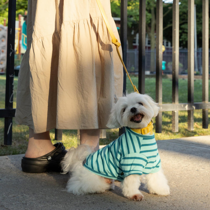 Fitwarm 3 Pack Color Block Striped Dog Shirt, Summer Dog Clothes for Small Dogs, Breathable Lightweight Pet Tshirt with Sleeves, Cat Outfit, Royal Blue, Gray, Teal, Medium RoyalBlue-Gray-Teal - PawsPlanet Australia