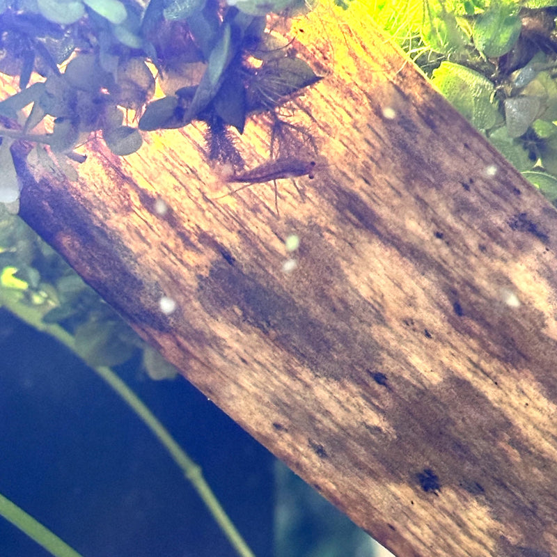 Banana Leaves for Fish and Aquarium Decoration, Natural and Safe for Aquatic Pets, Reduces Stress Cherry Shrimp Leaves (5, Banana Leaves) 5 - PawsPlanet Australia