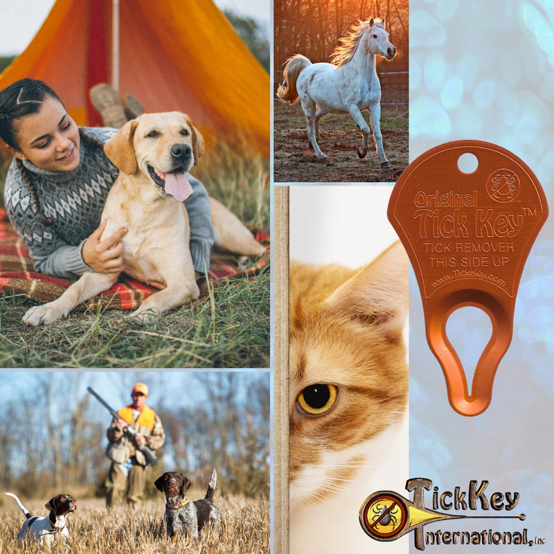 The Original Tick Key - Tick Detaching Device - Portable, Safe and Highly Effective Tick Detaching Tool (Assorted) Multi - PawsPlanet Australia