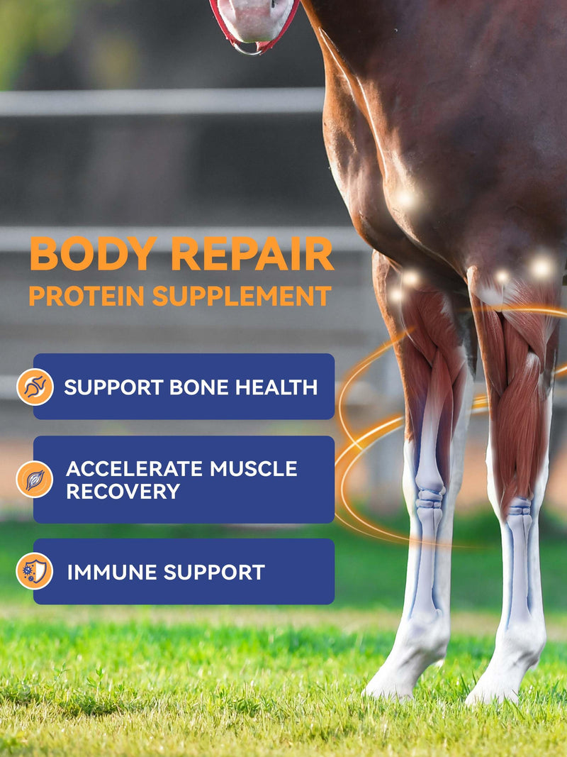 100-Day Supply Equine Body Repair Protein Supplement-Amino Acids Speed up Muscle Recovery After Exercise Promote Healthier Joints Big Tub