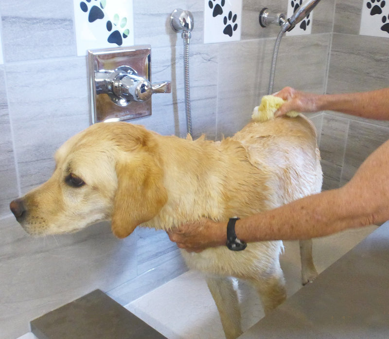 Sea Sponges for Dogs - Luxury Canine Bath Care, for Pet Grooming, Soft & Gentle Pampering - PawsPlanet Australia