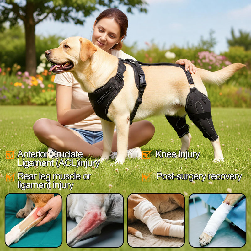 Dog Knee Brace for Rear Leg Support - Adjustable Canine Hinged Back Leg Support Warp with Hip Joint Care Reflective Strap Harness for ACL Arthritis Relief Patellar Luxation Injured Dog (M) M