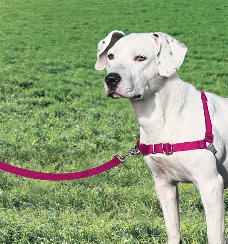 PetSafe Easy Walk Harness, No-Pull Walking Harness for Dogs, Adjustable Fit, Includes 1.8m Lead, Medium-Raspberry, Medium Raspberry - PawsPlanet Australia