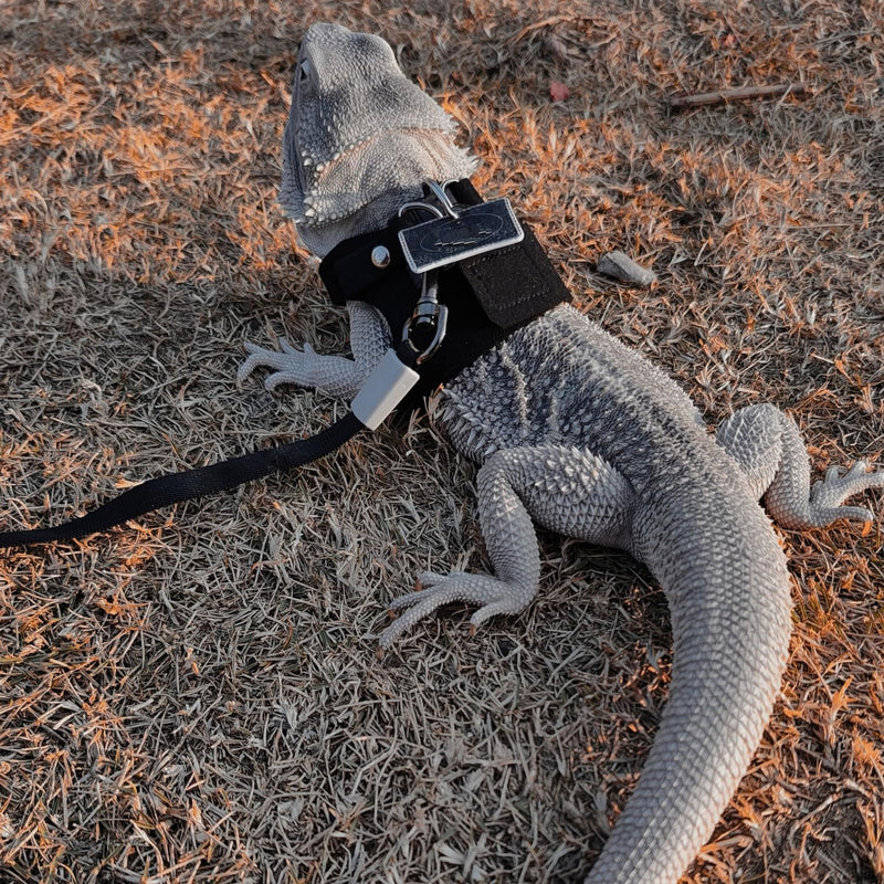 3 Pack Bearded Dragon Harness and Leash Set - Adjustable Soft Leather Lizard Harness with Retractable Leash Small Animal Traction Rope Walking Vest Accessories for Reptile Squirrel Rat (Black) Black - PawsPlanet Australia