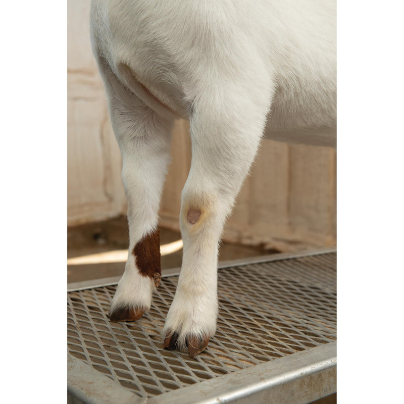 Weaver Leather Shimmer Shampoo, Quart - PawsPlanet Australia