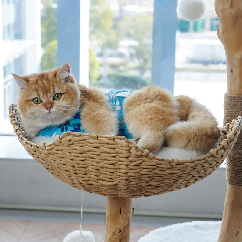 Cat Recovery Suit – Soft, Breathable Onesie for Female & Male Pets After Surgery, Spay, Neuter or Wounds, Surgery Outfit, Cone Alternative, Litter Access, Machine Washable, Blue Paw Print Large