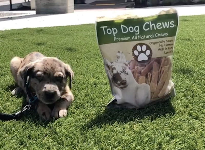 Top Dog Chews - Flat Turkey Tendons for Dogs, 1LB / 16 OZ, Made in The USA, 100% Natural Chew Treats for Dental Care and Stress Relief, Puppy Training Treats for All Breeds 1 Pound (Pack of 1) - PawsPlanet Australia