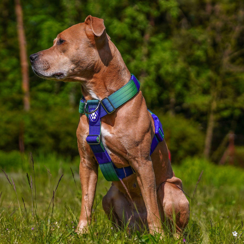Spark Paws No Pull Dog Harness for Large Dogs, Heavy Duty Dog Harness for Big Strong Breeds, Adjustable, Y Shaped Padded Halter Design with Front Clip - Lime Wave - M Size M [50-85lbs] - PawsPlanet Australia