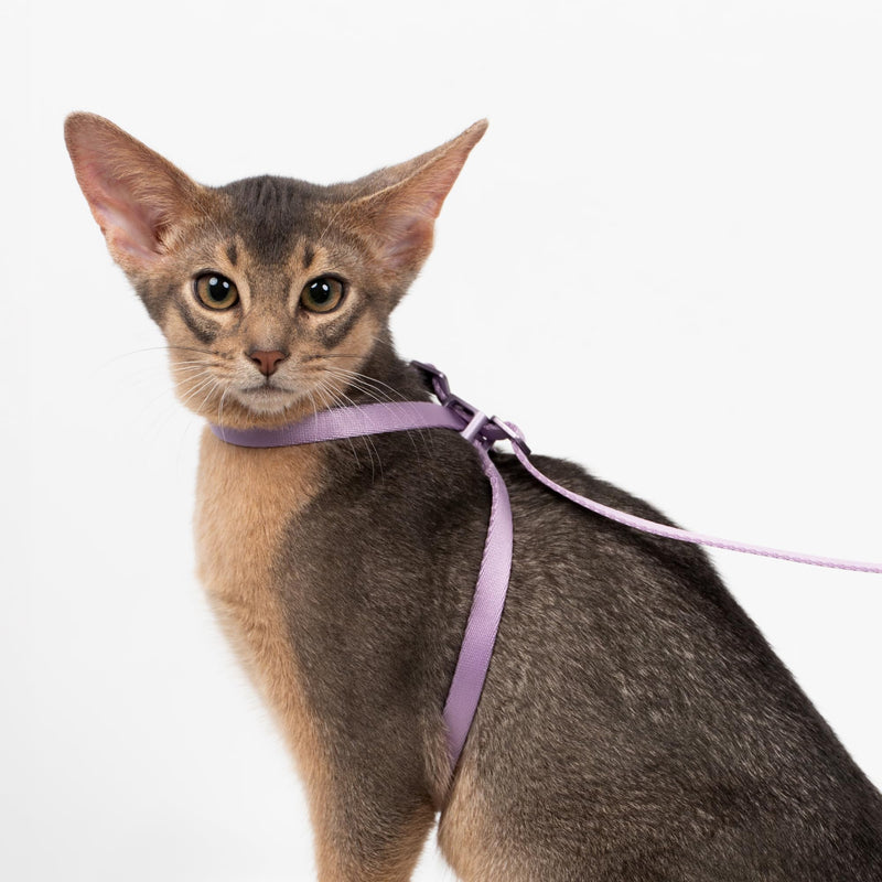 Cat Harness Escape-Proof Anti-Choking Adjustable Nylon Harness Lightweight with Anodized Aluminum Buckle, Ideal for Cats Outdoor Walking and Training, IDA Award (Blush Pink, S (13.8")) S (13.8") Blush Pink - PawsPlanet Australia