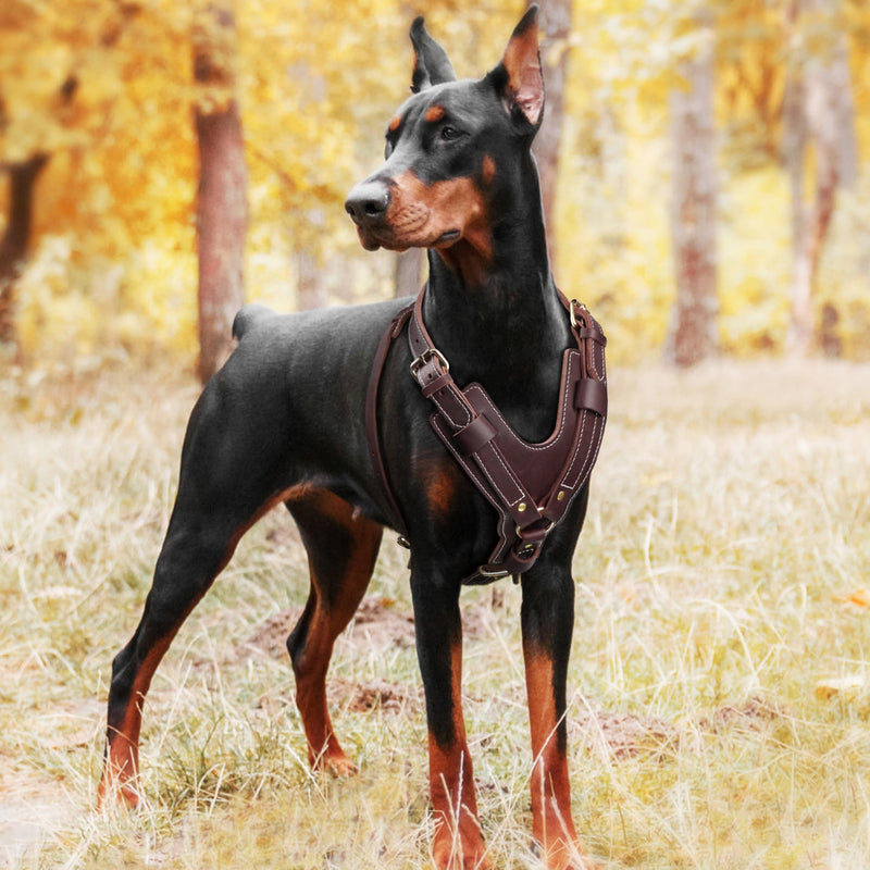 PET ARTIST Adjustable Premium Leather Dog Harness for Large Dogs，with Strong Metal Buckles，Perfect for Daily Walking and Training，Doberman German Shepard Rottweiler Pit XL:Chest:29-36" - PawsPlanet Australia