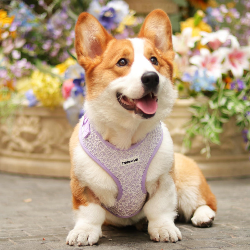Lavender Lace Dog Harness with D-Ring Leash Clip Set,Adjustable Soft Padded and Cotton Fabric Pet Vest for Large,Medium and Small Dogs (Lanvender, Small) Lanvender - PawsPlanet Australia