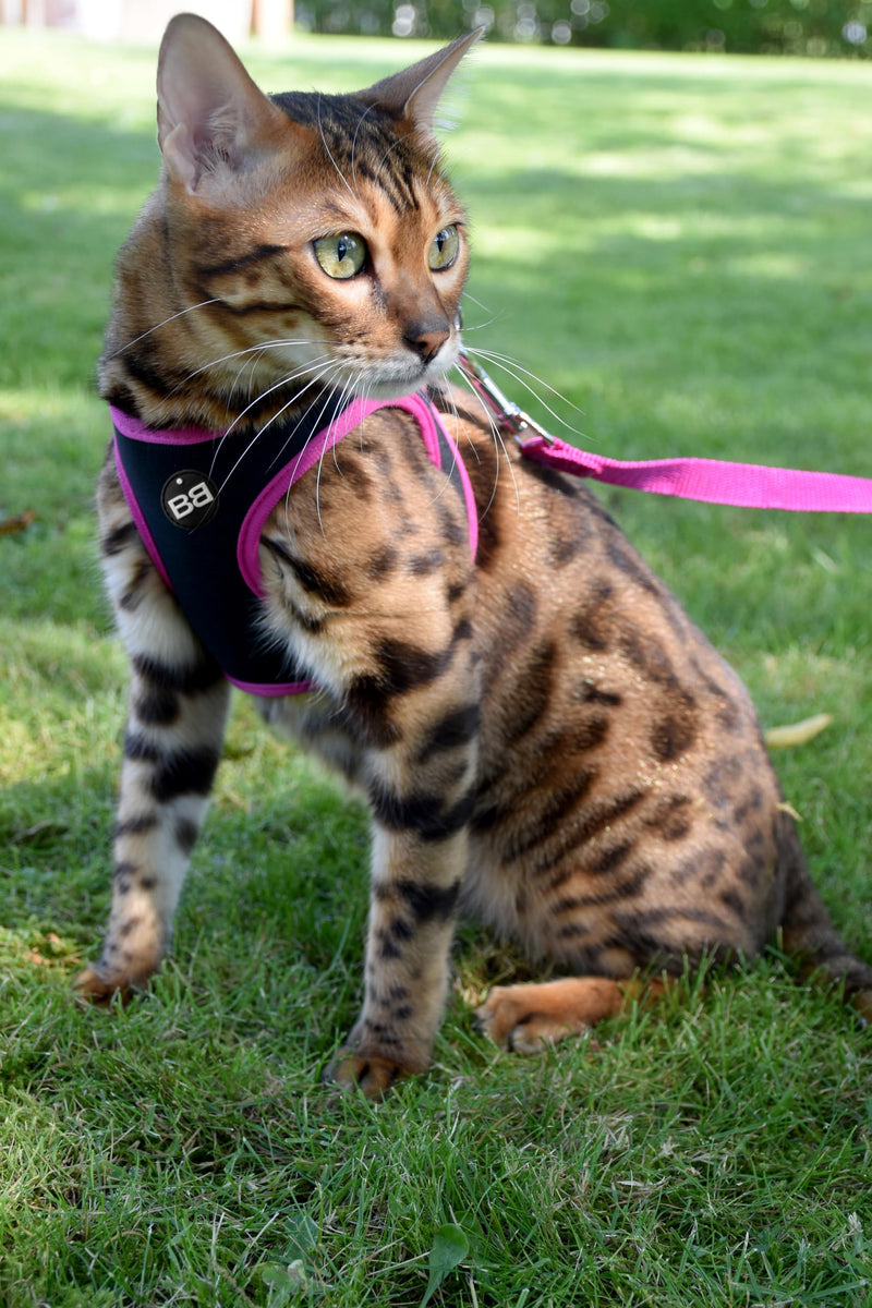 Bobby Extra Small Cat Harness Set, Fuchsia, 3-6 KG, Reflective, Machine Washable, Comfortable, Safe Night Walks