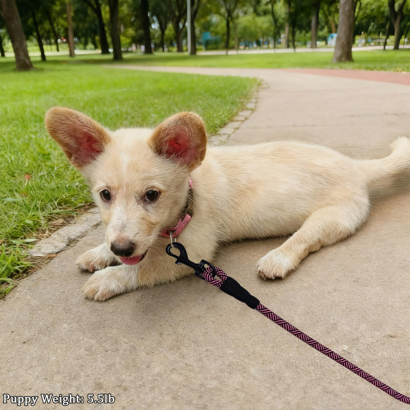 WYuZe 5ft Puppy/Dog Leash for Small Dogs, 1/4" Thin Rope Leash with Easy to Use Hook, Lightweight Cat Leashes for Chihuahua/Yorkie/Tiny Breed, 10 Colors, Black Pink 5 FT (3~18 lbs) - PawsPlanet Australia