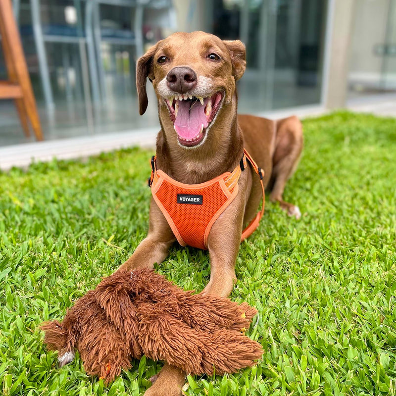 Best Pet Supplies Voyager Adjustable Dog Harness Leash Set with Reflective Stripes for Walking Heavy-Duty Full Body No Pull Vest with Leash D-Ring, Breathable All-Weather - Harness (Orange), S Harness Leash Set (Orange) Small