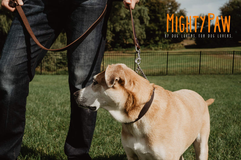 Mighty Paw Martingale Dog Collar - No Pull Design - Dog Collar for Pulling - Stainless Steel Training Collar - Limited Chain Cinch Training - Leather Collars for Dogs - Brown Dog Collar - Medium - PawsPlanet Australia