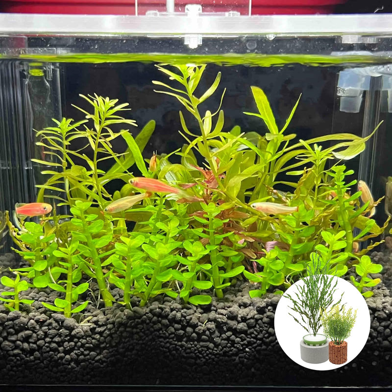 Rainmae 16 Pack New Upgrade Aquarium Plant Weights, Aquatic Water Plant Fixed Rings, Water Plants Cultivation Fixed Ring Plant Pot, Landscape Ceramic Pottery Gravity Ring for Fish Tank Accessories - PawsPlanet Australia